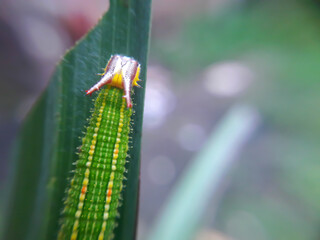 defocused abstract background of cocooned caterpillar attached to a green leaf