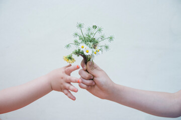 Fototapeta na wymiar The hands boy gave a little flower girl. The Boy Gives Flowers a Girl. Love Concept.