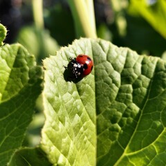 Macro shoot of lady bird.The close up of lady bird sitting on green grass.Coccinella septempunctata, the seven-spot ladybird, is the most common ladybird in Europe and Asia.