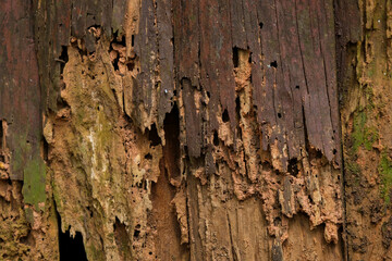 Old wet rotten tainted wood texture with some moss. Natural rotten wood walls as background. Closeup
