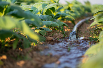 Obraz premium Green tobacco plants in a tobacco plantation in Asia