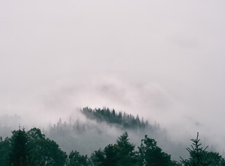 Mystic mountain forest. Local scenery of the forest descending from the top of Moeskie Oko lake in Zakopane, Tatra Mountains.