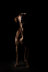 Louisiana Catahoula Leopard dog