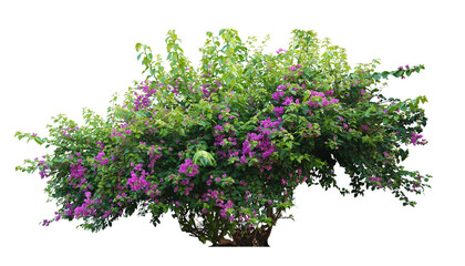 Bush flower of bougainvillea on isolated white background with copy space and clipping path. Plant tree in the garden. - obrazy, fototapety, plakaty