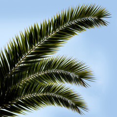 Background pattern of palm tree leaves against blue sky and clouds