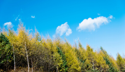 Fototapeta premium Looking up on clear blue sky with yellow poplar trees