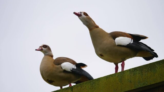 Close up of Egyptian Geese standing on a wall and moving around