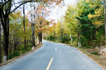 Scenic road through autumn trees