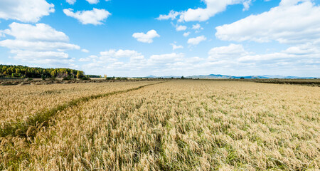 Golden rice field and sky with white clouds