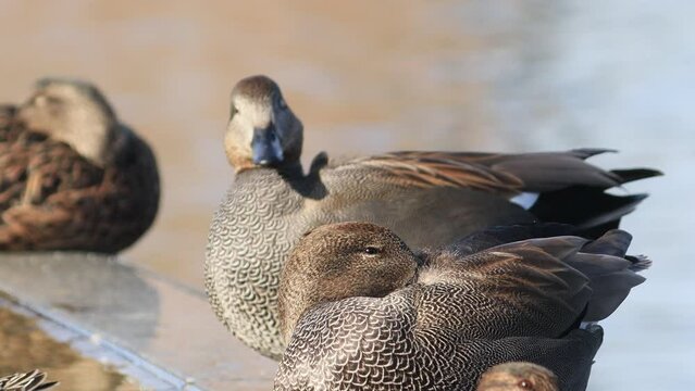 Gadwall duck resting on the edge of a canal. The gadwall is a common and widespread dabbling duck in the family Anatinae.