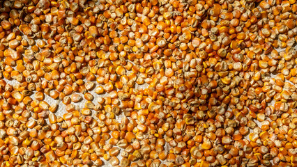 heap of corn kernels as background