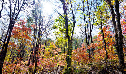 Colorful autumn leaves in park