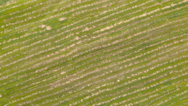 Sprouted shoots in the field form an abstract linear pattern, aerial view. Beautiful agricultural plantation in green and yellow color. Colorful natural background, landscape at sunset or sunrise. 4K.