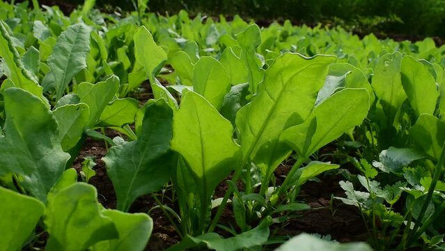 fresh green spinach at agriculture field