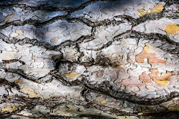 A close-up showing the details of the bark of Pinus radiate, the Radiata pine or Monterey pine