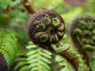 the uncurling frond of a New Zealand Black Fern, Cyathea medullaris is also called Koru by the...
