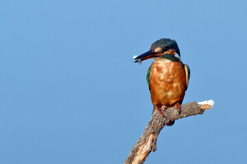 Common kingfisher // Eisvogel (Alcedo atthis) 