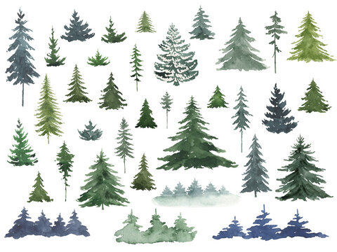 Watercolor collection of evergreen natural firs. Elements of a Christmas tree on a transparent background.