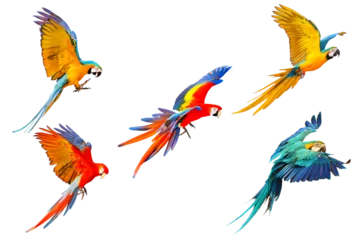 Zelfklevend Fotobehang Set of Macaw parrots flying isolated on transparent background. © Passakorn