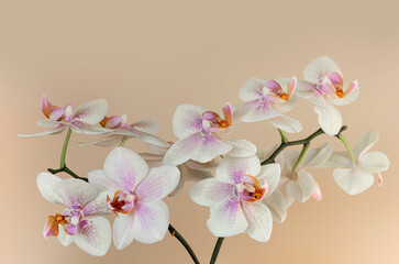 White blooming orchid flower on light beige background. Copy space. Close up.