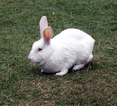 Florida White rabbit foraging on green grass in an open space; (pix SShukla)