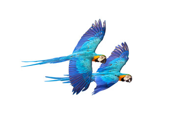 Colorful flying parrots isolated on transparent background.