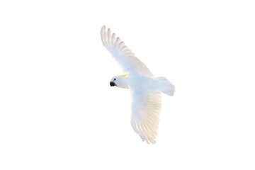 Beautiful cockatoo parrot flying isolated on transparent background.