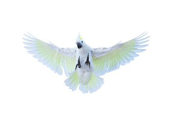 Beautiful cockatoo parrot flying isolated on transparent background. - obrazy, fototapety, plakaty