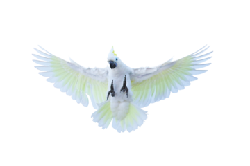 Beautiful cockatoo parrot flying isolated on transparent background.