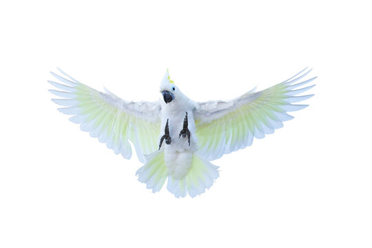 Beautiful cockatoo parrot flying isolated on transparent background.