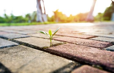 Small plant growing on cracked street
