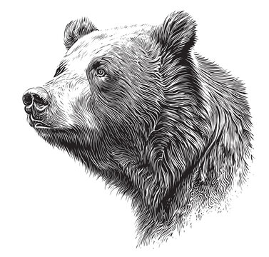 Bear head portrait sketch hand drawn sketch Vector illustration