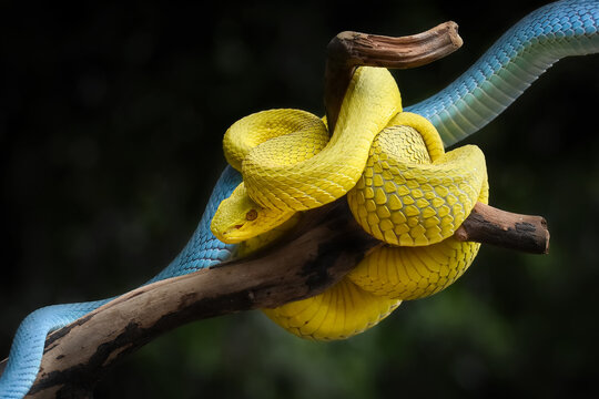 Yellow snake in the tree