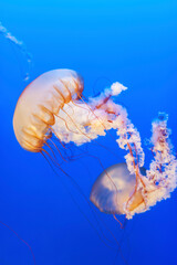 Orange jellyfish (Chrysaora fuscescens or Pacific sea nettle) in blue ocean water