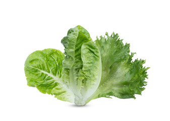 Head of fresh organic lettuces salad . Healthy food concept with copy space. on transparent.