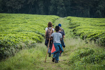 Walking across a tea plantation in Nyungwe National Park, Rwanda