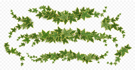 Fototapeta premium Ivy vines, creeper branches with green leaves. Horizontal borders, divider and corners of greenery climbing plants, bindweed twigs isolated on transparent background, vector realistic set