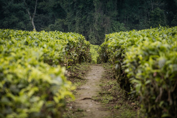 Fototapeta na wymiar Path crossing a tea plantation near Nyungwe National Park, Rwanda