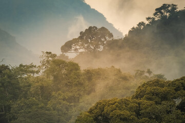 Morning mist in the forest in Nyungwe National Park, Rwanda