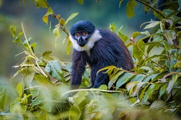 L'Hoest Monkey in Nyungwe National Park, Rwanda