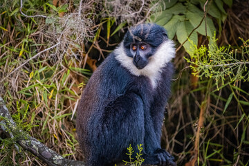 L'Hoest Monkey in Nyungwe National Park, Rwanda
