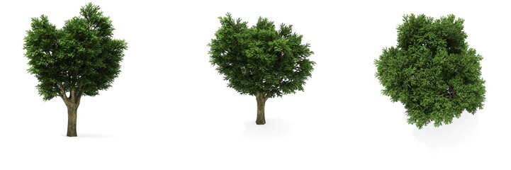 Ulmen (freigestellt)