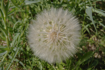 Dandelion on a natural background. Top view.Seed macro close-up.