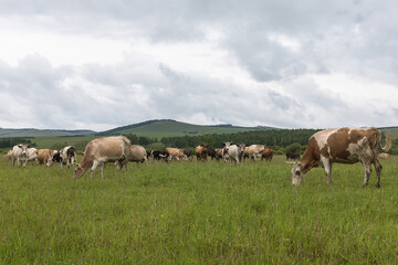 Cows graze on a grassy field in the summer in a mountainous area. The concept of keeping cows in rural areas. Herd of cows