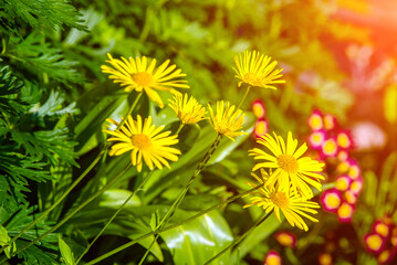 Obraz premium Yellow daisies grow in the meadow in summer 