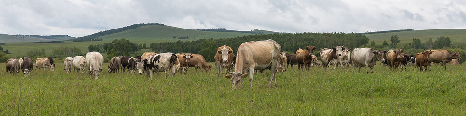 Cows of all stripes graze in a meadow against the background of mountains and blue sky. The concept of farming, cattle breeding,agriculture. Panoramic shooting, banner for your advertising