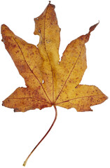 カエデの虫食い落ち葉