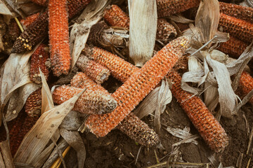 Corn field after harvest