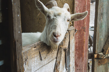 white goat with horns in the enclosure close-up