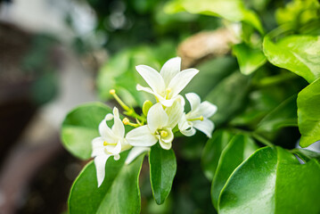 Obraz na płótnie Canvas White flowers of Murraya paniculata, Jasminul portocal (Murraya exotica, Chalcas paniculata sau Chalcas exotica), green bush close up.